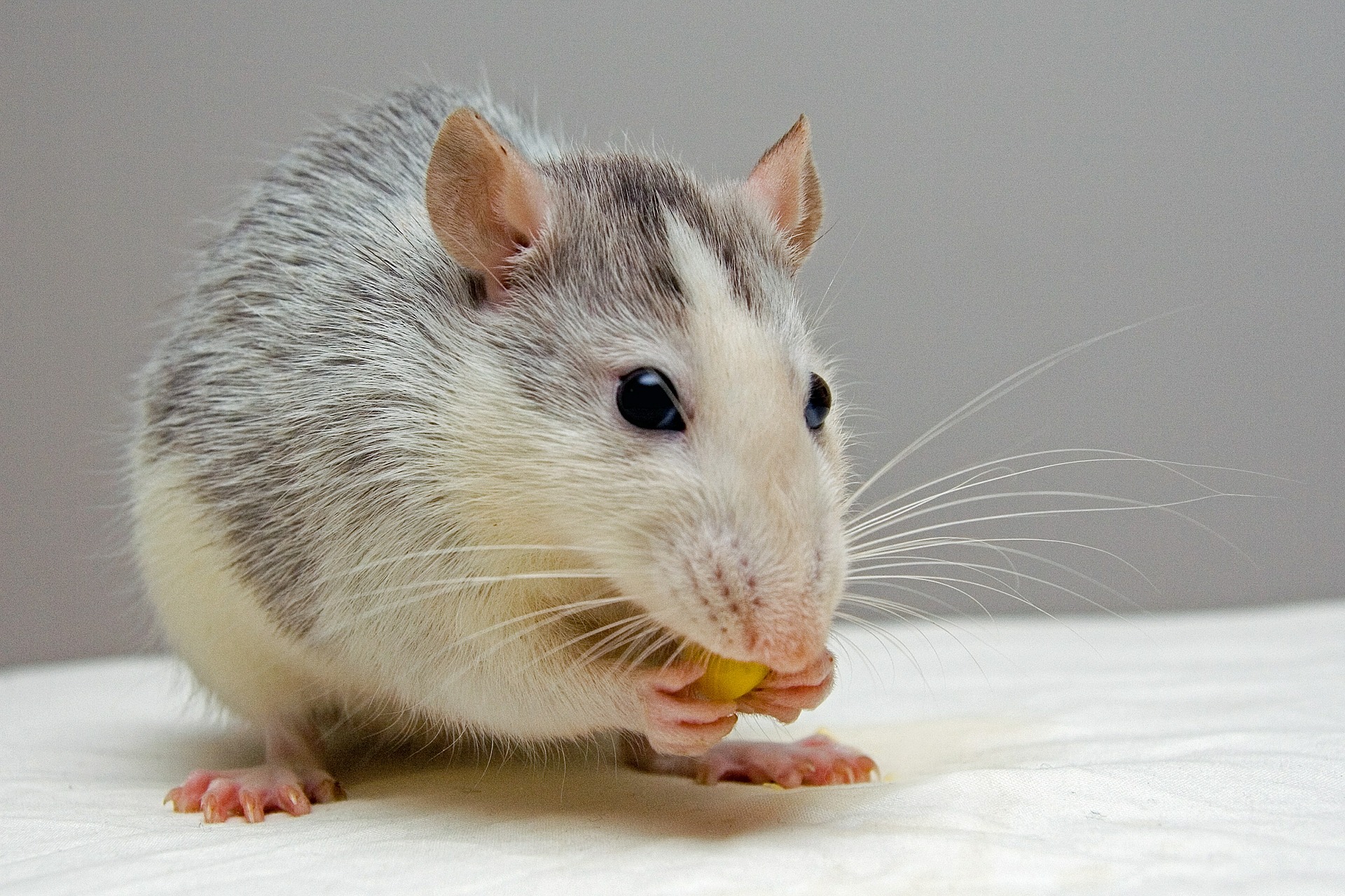 Co může jíst potkan?