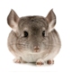 Činčila/Degu