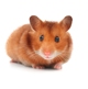 Hamster